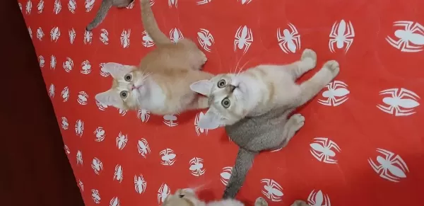 British Shorthair Evcilmen Yavrumuz