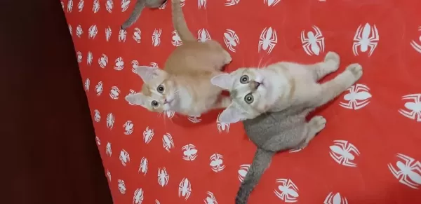 British Shorthair Evcilmen Yavrumuz