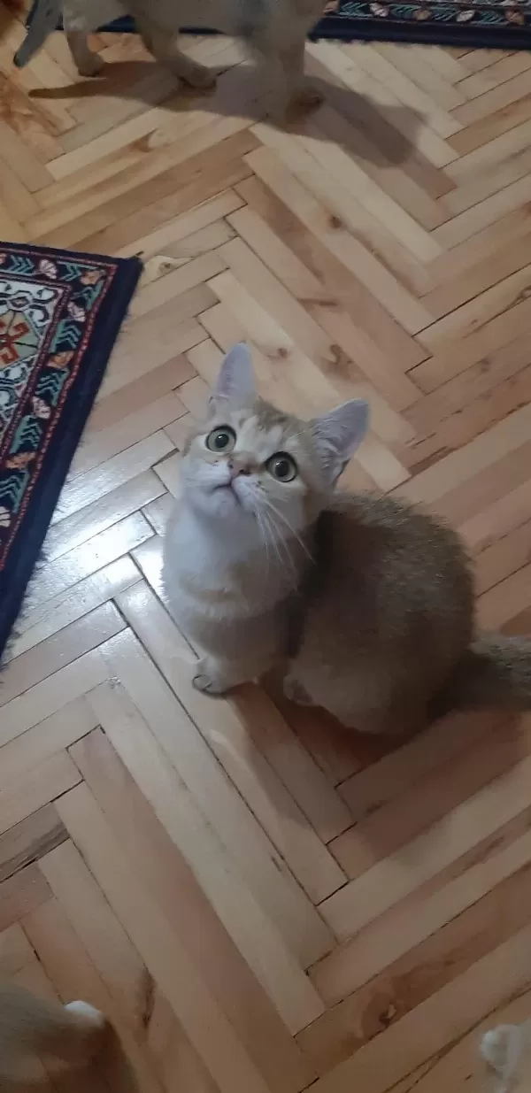 Golden British Shorthair