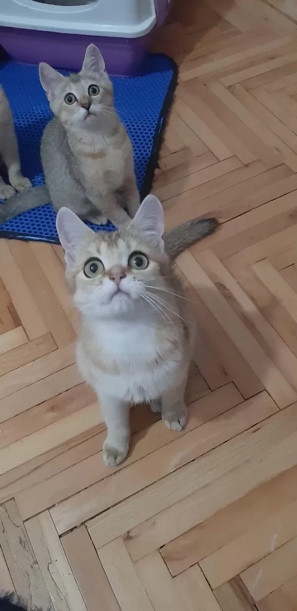 Golden British Shorthair