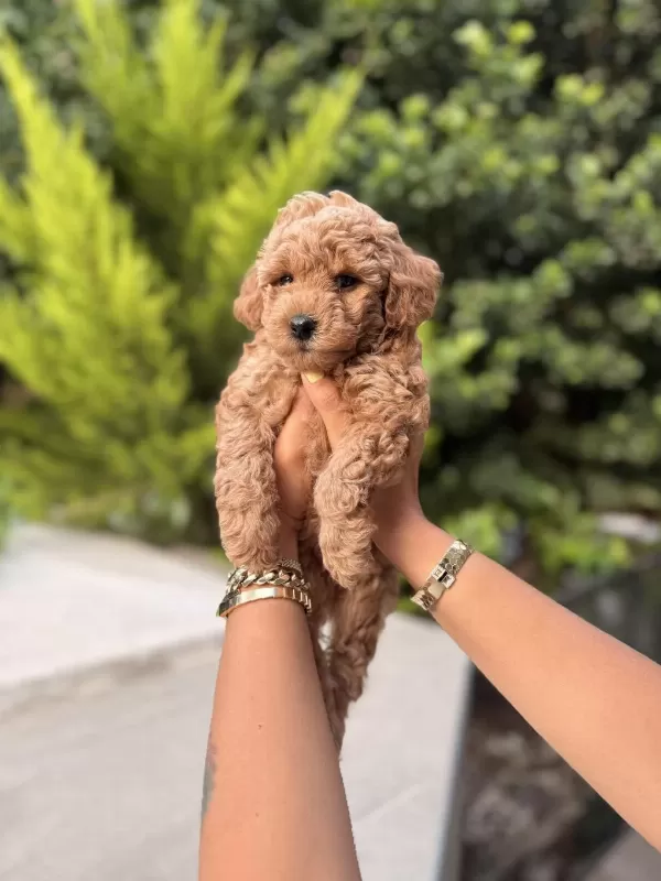 Toy Poodle Fiyat 2. Planda Aile Arıyoruz
