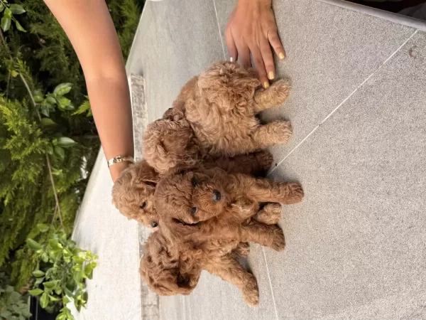 Toy Poodle Fiyat 2. Planda Aile Arıyoruz