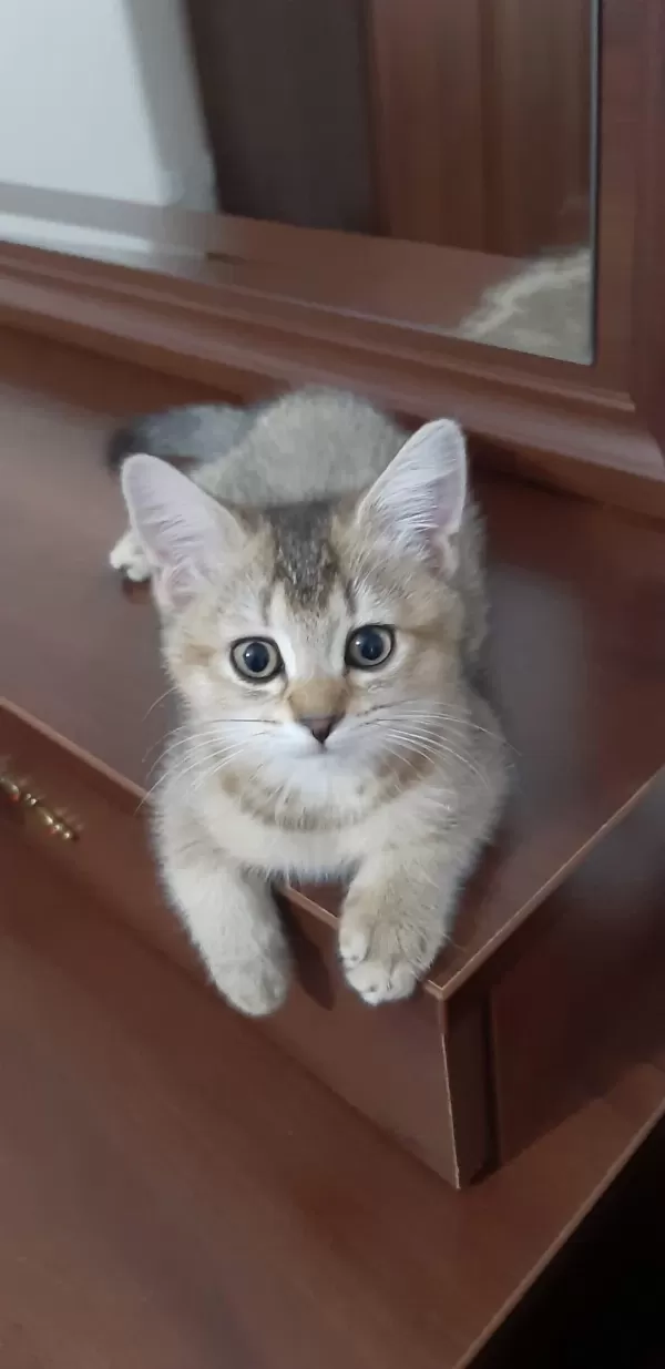 Black Golden British Shorthair Tatlılık