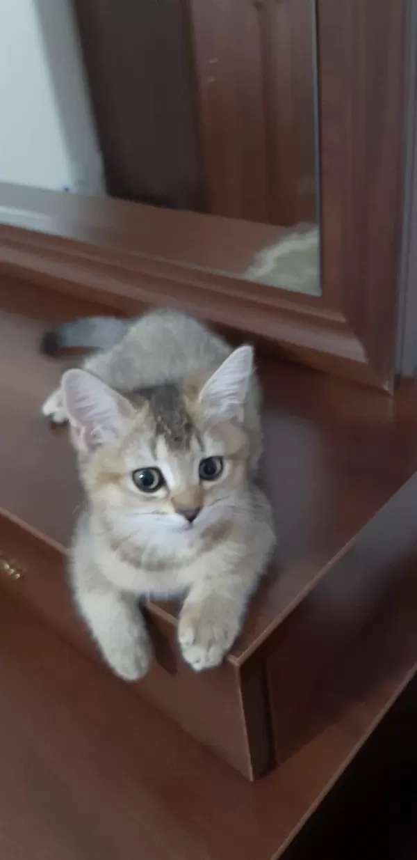 Black Golden British Shorthair Tatlılık