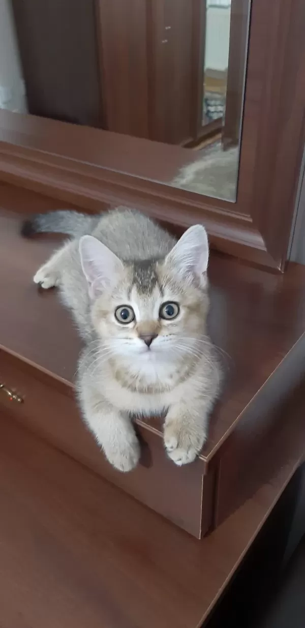 Black Golden British Shorthair Tatlılık