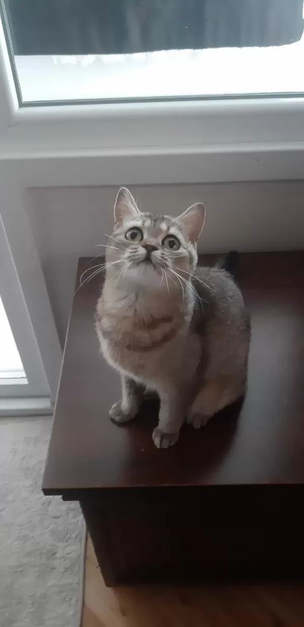 Black Golden British Shorthair