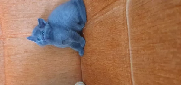 Süper Kalite British Shorthair Yavru