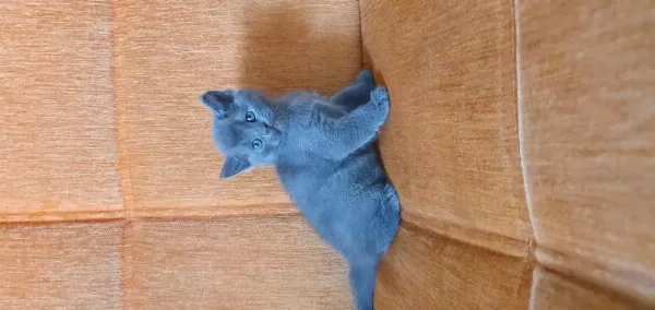 Süper Kalite British Shorthair Yavru