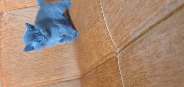 Süper Kalite British Shorthair Yavru