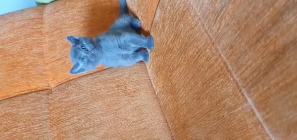 Süper Kalite British Shorthair Yavru
