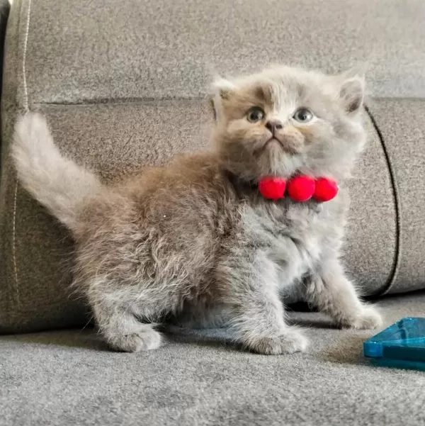 Safkan Anne Babadan British Shorthair Ayı Surat Yavrular