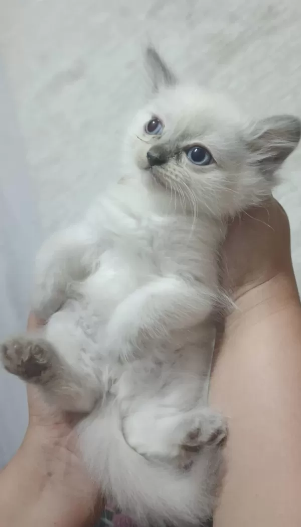 Safkan Anne Babadan British Shorthair Ayı Surat Yavrular
