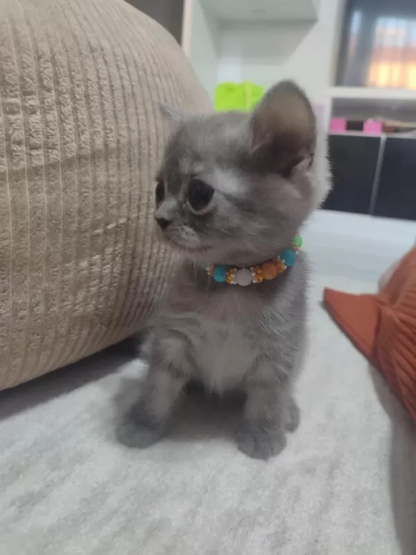 Safkan Anne Babadan British Shorthair Ayı Surat Yavrular