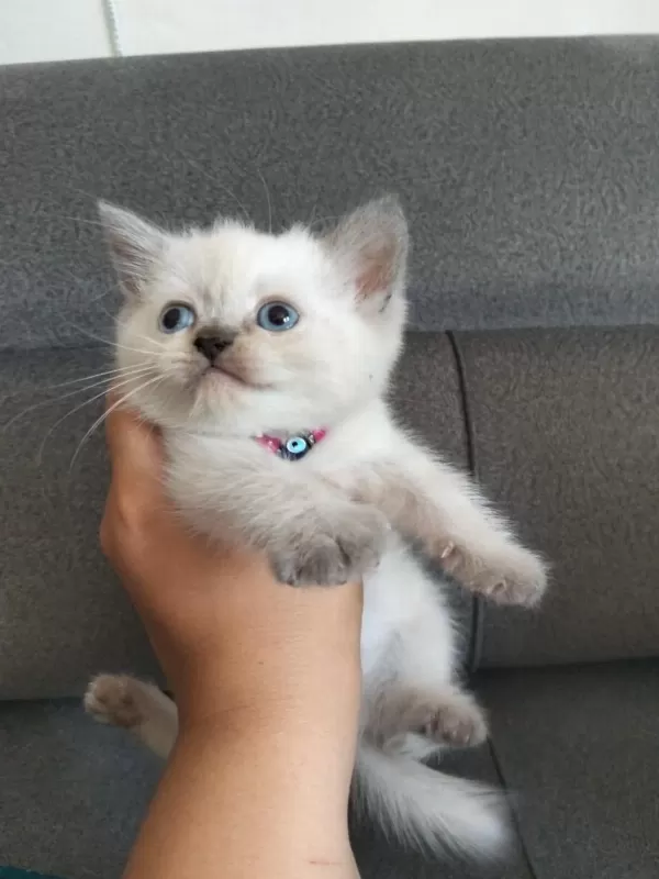Safkan Anne Babadan British Shorthair Ayı Surat Yavrular