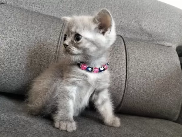 Safkan Anne Babadan British Shorthair Ayı Surat Yavrular