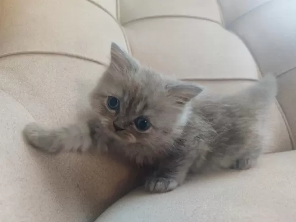 Safkan Anne Babadan British Shorthair Ayı Surat Yavrular