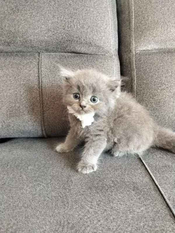 Safkan Anne Babadan British Shorthair Ayı Surat Yavrular