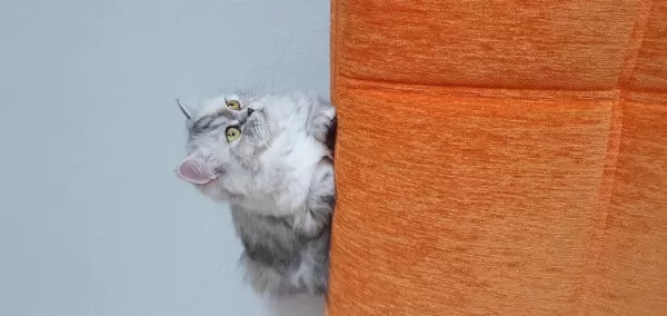 Biblo Kadar Güzel British Longhair