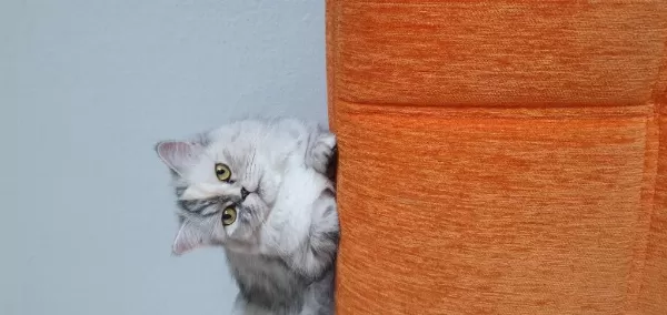 Biblo Kadar Güzel British Longhair