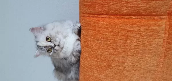 Biblo Kadar Güzel British Longhair