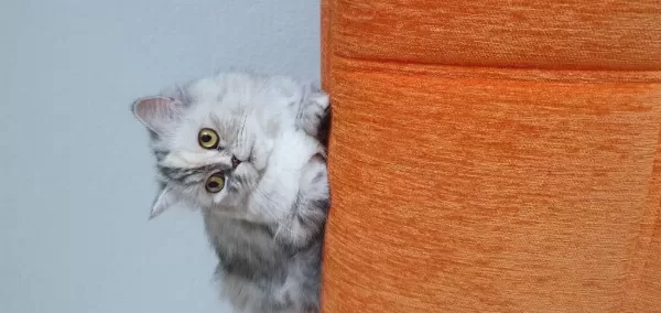 Biblo Kadar Güzel British Longhair