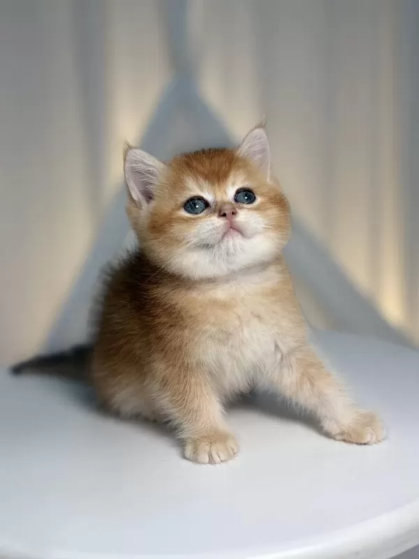 Show Class Golden Yakışıklı British Shorthair