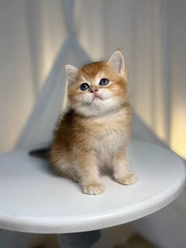 Show Class Golden Yakışıklı British Shorthair