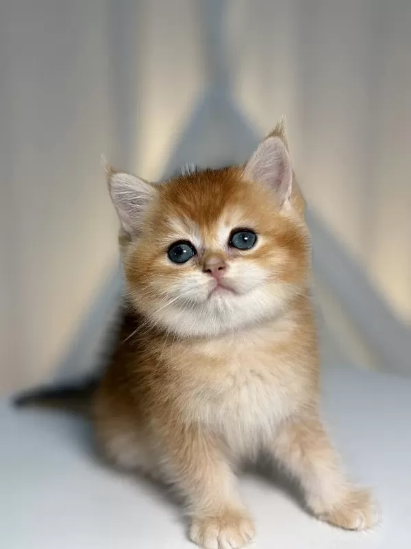Show Class Golden Yakışıklı British Shorthair