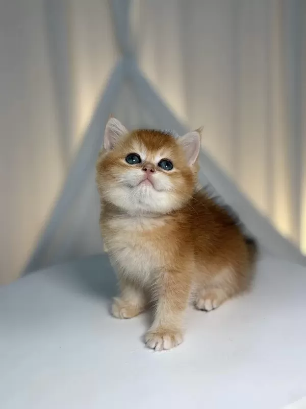 Show Class Golden Yakışıklı British Shorthair