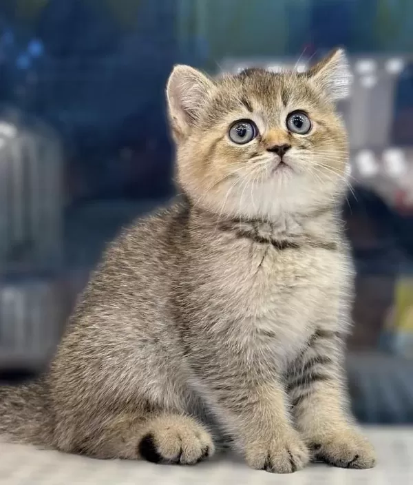 First Class British Shorthair Yavrularim