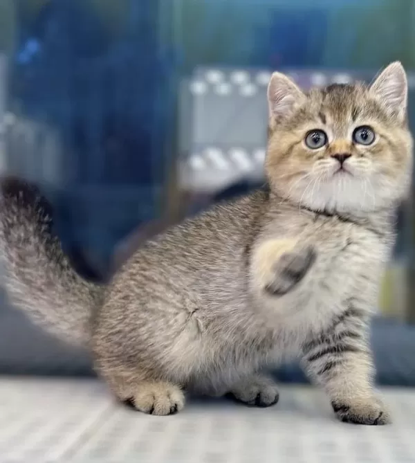 First Class British Shorthair Yavrularim