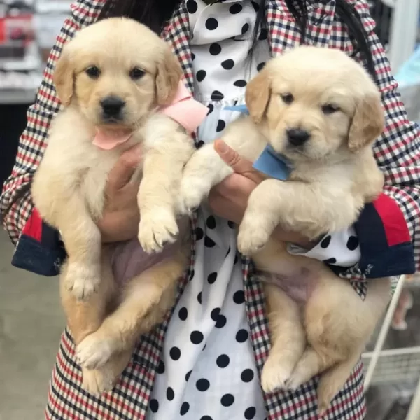 Golden Retriever Yavrulari