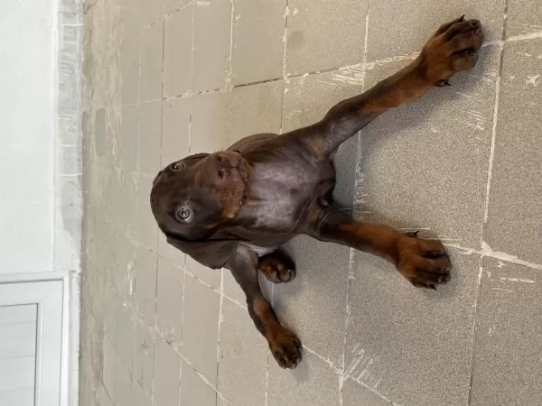 Kızıl Yavru Doberman