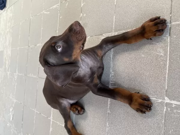 Kızıl Yavru Doberman
