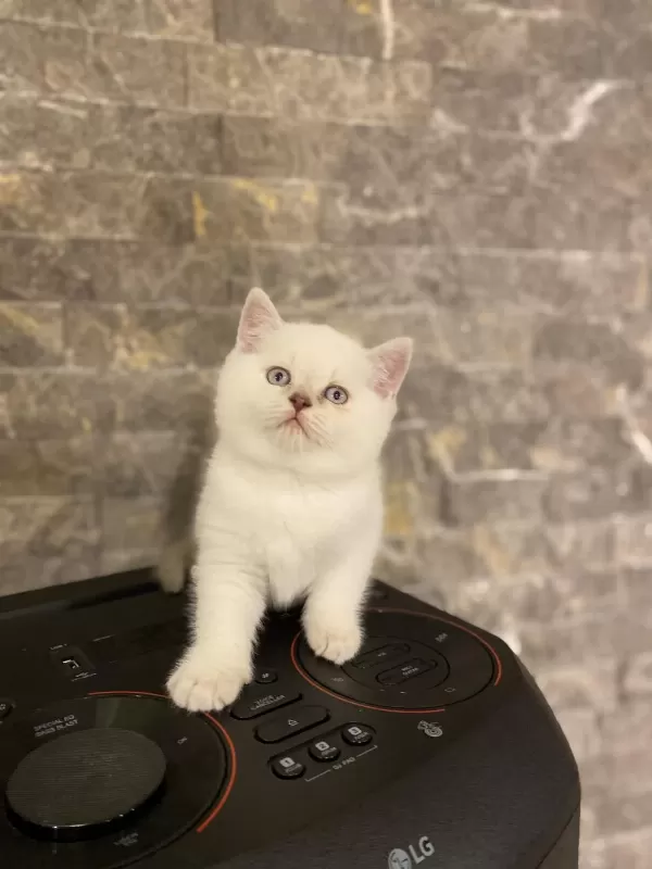 British Shorthair Mavi Gözlü Yavrularim