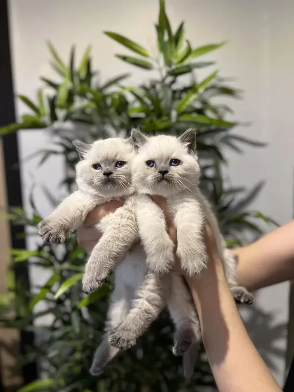 British Shorthair Blue Point Yavrularim