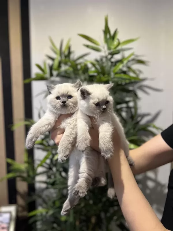 British Shorthair Blue Point Yavrularim