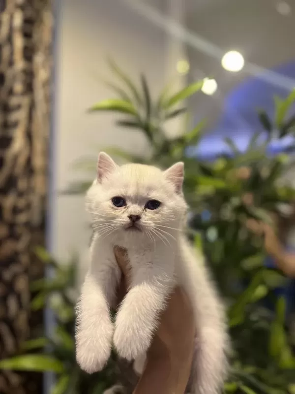 British Shorthair Silver Point Yavrularim