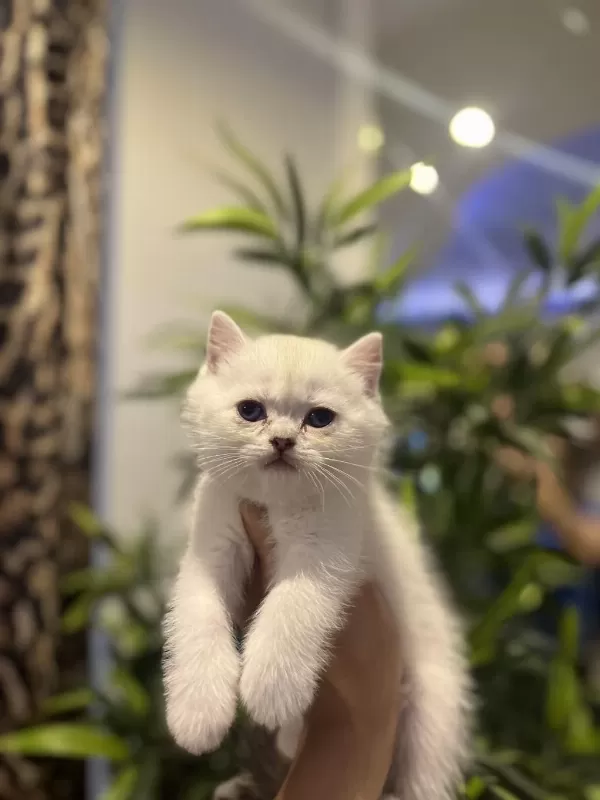 British Shorthair Silver Point Yavrularim