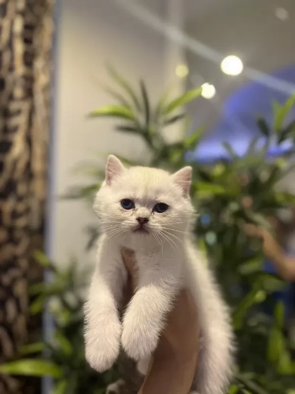 British Shorthair Silver Point Yavrularim
