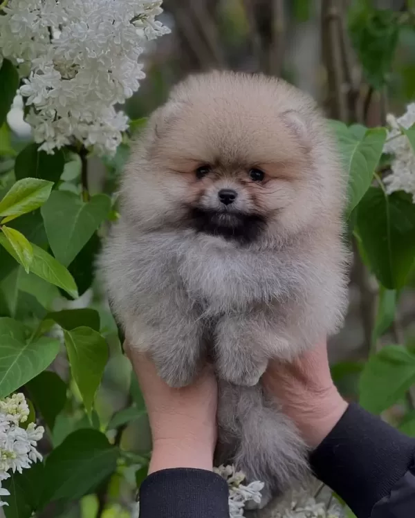 Dünya Tatlisi Pomeranian Yavrulari