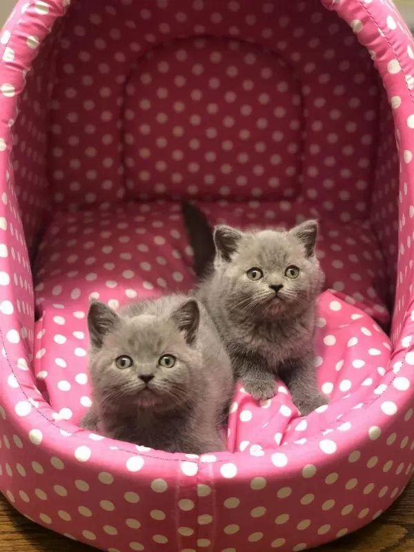 Gri British Shorthair Yavrularim