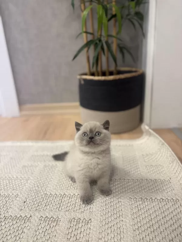 British Shorthair Blue Point Yavrularim
