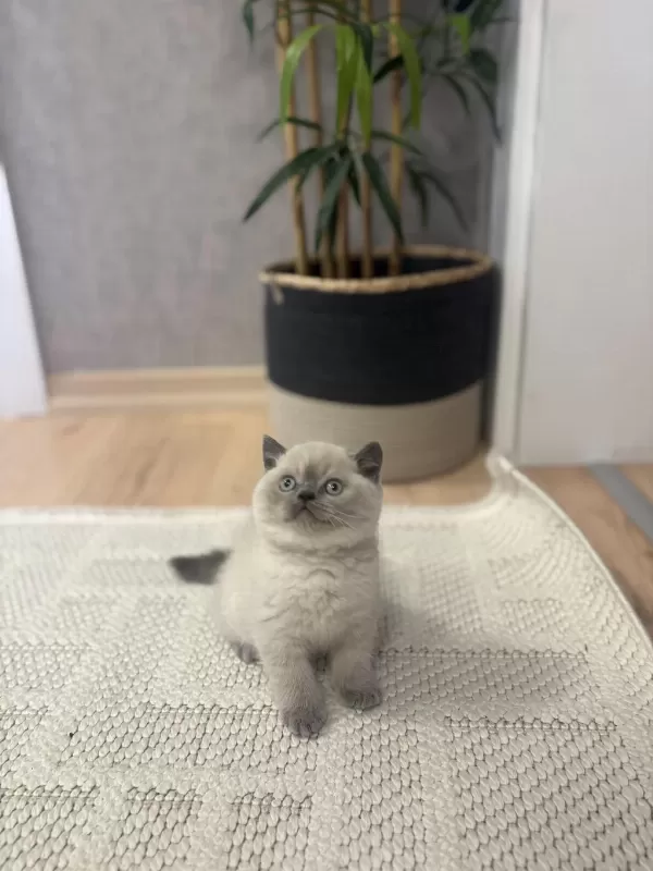 British Shorthair Blue Point Yavrularim