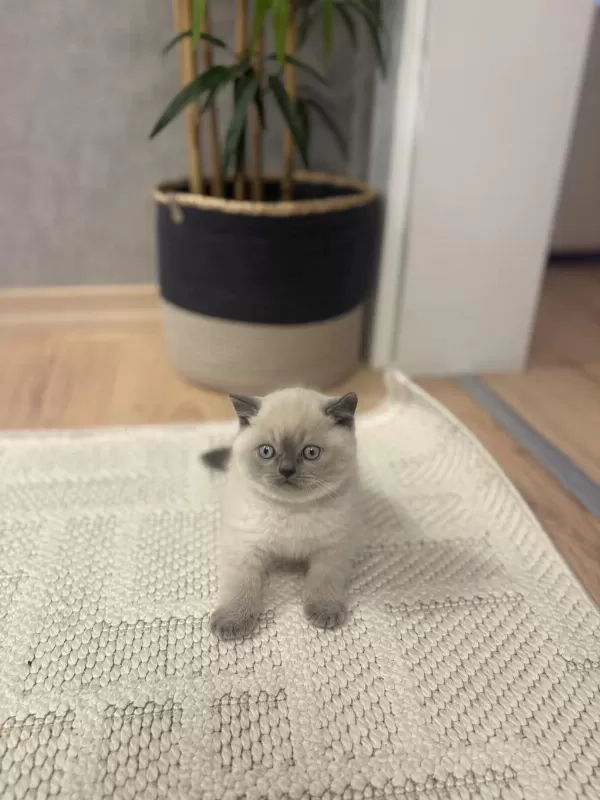 British Shorthair Blue Point Yavrularim