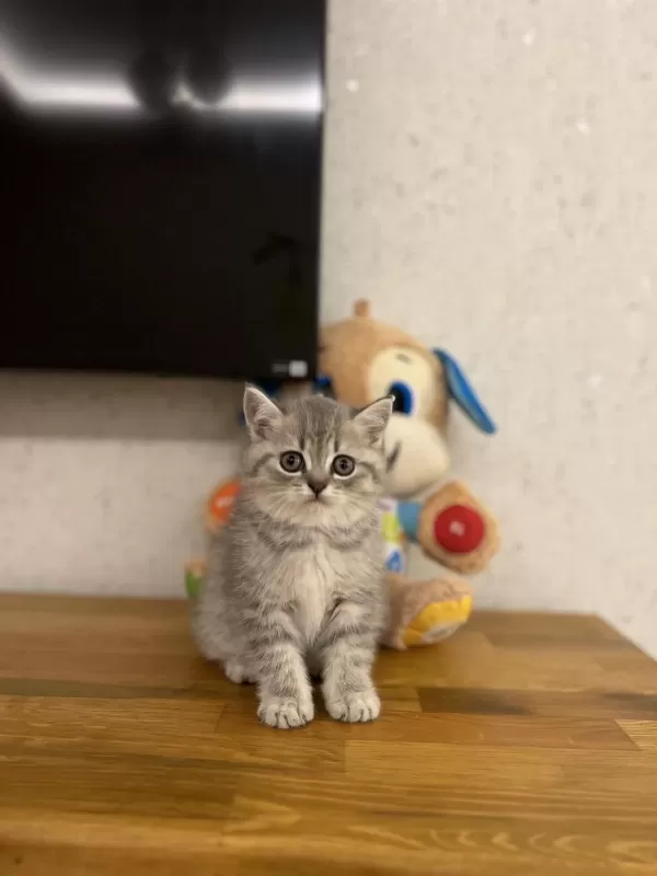 Ev Ortaminda Büyüyen British Shorthair Yavrularim
