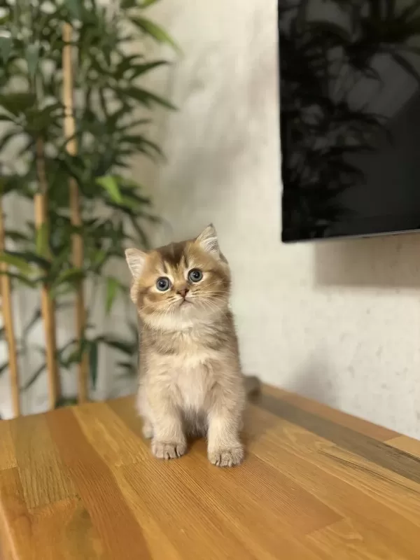 British Shorthair Golden Yavrularim