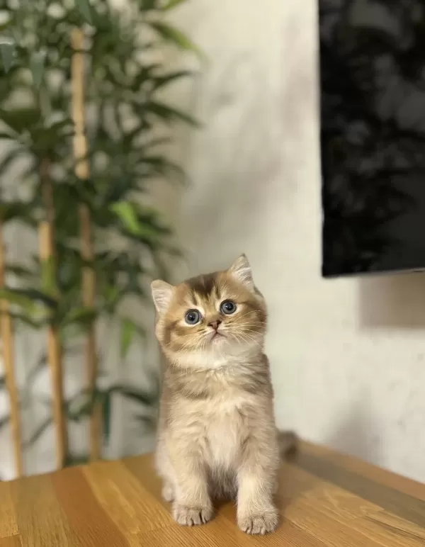 British Shorthair Golden Yavrularim