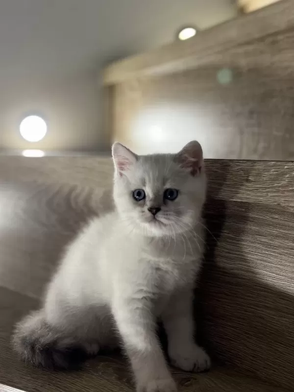British Shorthair Silver Yavrularim