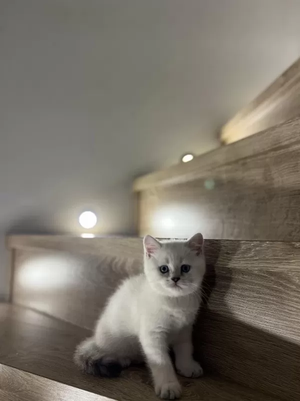 British Shorthair Silver Yavrularim